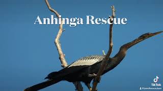 Anhinga Rescue [upl. by Lowenstein603]