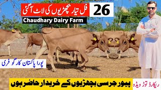 Chodhary Dairy Farm  Top Class Pure Jersey Heifers For Sale in Punjab  All Pakistan Delivery Free [upl. by Aikemaj618]