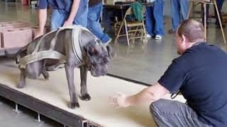 Strongest dogs in the world weight pulling American bully mastiff pit bull American bulldog [upl. by Adnohsak650]