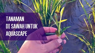 mencari tanaman air di sawah untuk aquascape sederhana [upl. by Ahsia122]