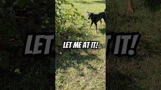 Doberman startled by something in the bush [upl. by Eilsew]