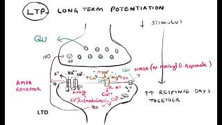 Synaptic plasticity Habituation Sensitization LTP LTD [upl. by Teteak530]