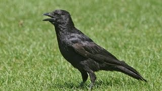 BTO Bird ID  Corvids  Crow Rook Raven [upl. by Emmalyn523]