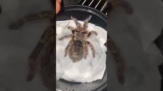 Golden knee Tarantula available all India transportation [upl. by Gris855]