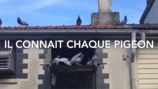 Le travail du colombophile avec ses pigeons [upl. by Oiliduab]