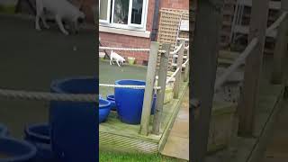 ratting with terriers jack russel pup catches rat in a garden ratting rattingwithterriers rat [upl. by Etnad]