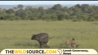 Cape Buffalo Mom Denies Spotted Hyena Hunt of Her Calf Right After Giving Birth  Kenya Safari [upl. by Morgana]