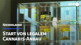 Niederlande Cannabis wird nach jahrelanger Tolerierung probeweise legal  AFP [upl. by Acinorahs254]