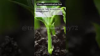 Plant Communication Fact shortsfeed truefactstodaynature plants shorts hnature3579 [upl. by Solegna]