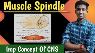 Muscle Spindle  Golgi tendon organ Muscle stretch reflex CNS Physiology  Ashish Agrawal [upl. by Gaddi]