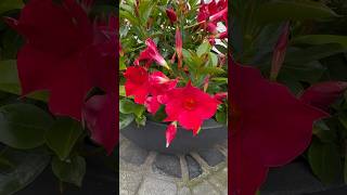 Mandevilla videos plant mandevilla flowers flower [upl. by Zelten]