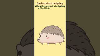 funfact about Hedgehog 🦔 funfacts hedgehog hedgehogs facts hedgehogfacts hedgehoglovers [upl. by Norene]