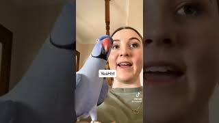 ✨Hamlet the bird✨ compilation WHAT DOING TikTok chantyb97 read desc [upl. by Eylrahc]