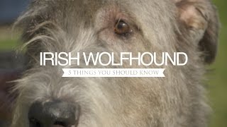 IRISH WOLFHOUND FIVE THINGS YOU SHOULD KNOW [upl. by Nnaecyoj]