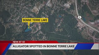 Small alligator spotted in Bonne Terre Lake [upl. by Wennerholn]