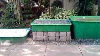 How to Fishless Cycle Aquaponics Philippines MADE Cascade System [upl. by Enytsirhc]