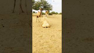 Crazy Thari Male and Female Camels Mating [upl. by Loria]