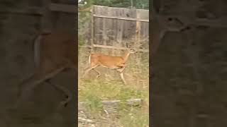 Deer in my yard and sorry about my annoying yapping dog wildlife deer nature [upl. by Aileduab]