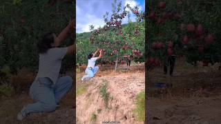 My Favorite is Red Apple 🍎 Beautiful Apple fruit amp Rural Farmer shorts apple youtubeshorts [upl. by Adela]