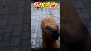 恐怖！未確認生物、宇宙人現る？Scary Unidentified creatures or aliens appearalianshorts宇宙人dog 犬 [upl. by Anitsenre]