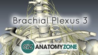 Brachial Plexus  Terminal Branches  Anatomy Tutorial [upl. by Leahsim887]