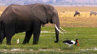 Saddlebilled Stork and Elephant [upl. by Miriam650]