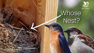 Telling Bluebird Nests from House Sparrow Nests [upl. by Folsom]