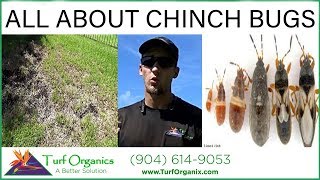 ALL ABOUT CHINCH BUGS [upl. by Groscr857]