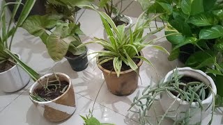 plant lete time meri kuchh bato ko dhyan me rakhe आप अपने घर किस तरीके के पौधे🌳लाएंdaily vlog [upl. by Syst]