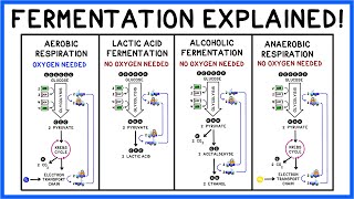 Fermentation Lactic Acid Alcohol amp Glycolysis [upl. by Asila]