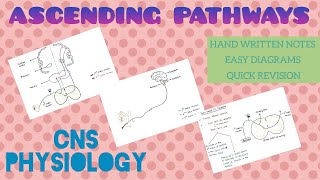 Ascending Pathways  1  CNS  Physiology [upl. by Ojahtnamas294]