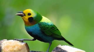 birding Tours Colombia Endemic multicolored Tanager [upl. by Irod]