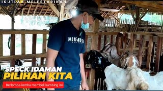 19 tahun pengalaman mahir memilih kambing jawa randu super [upl. by Yeh]