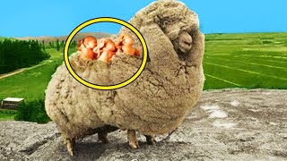 Angry Farmer Finds Runaway Sheep Turns Pale When He Sees THIS Hiding In The Wool [upl. by Elazaro]