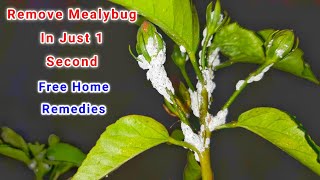 Mealybug Treatment in 1 second  Mealybug Control in Plants instantly  control Mealybug in Plant [upl. by Ramses]