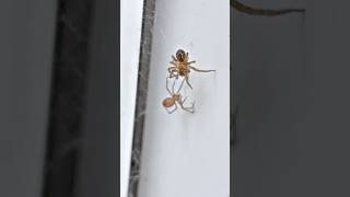 False Widow Steatoda Grossa holds her ground against an attacking Lace Web Spider [upl. by Kask]