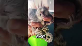 Discover Finger Monkey Pygmy Marmoset a very cute pet breed animals pets [upl. by Stafford411]