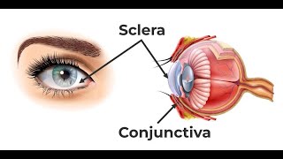 Peculiarities of the sclera  Unique characteristics of the sclera [upl. by Gottuard]