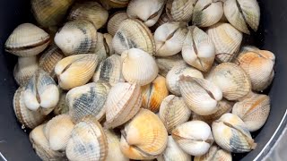 Coastal Foraging  Clams Cockles and Shellfish  Homemade Clam Chowder  The Fish Locker [upl. by Aeel]