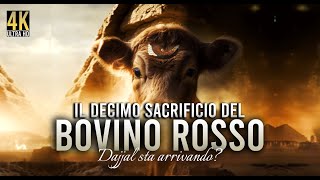 IL BOVINO ROSSO  IL DECIMO SACRIFICIO  Dajjal sta arrivando 𝟺𝙺 [upl. by Namsu]