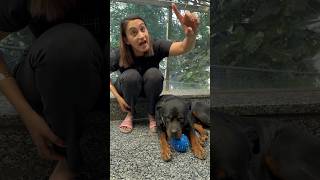 Mother Of Rottweiler Gets Heart Attack Because Of Bubzee shorts dogs rottweiler youtubeshorts [upl. by Ispep862]