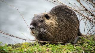 Nutria Rat Facts Youll Never Forget [upl. by Carine]