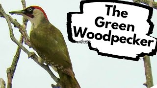 Green Woodpeckers in the UK  How and where to find them [upl. by Reviel510]