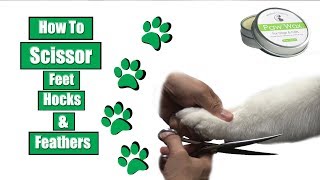 How To Scissor Feet Hocks amp Feathers [upl. by Odnesor394]