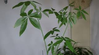 Chinese Money Tree Pachira aquatica Care What to Know [upl. by Anerehs]