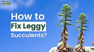 How to Fix Leggy Elongated Succulents  The Next Gardener [upl. by Ahearn]