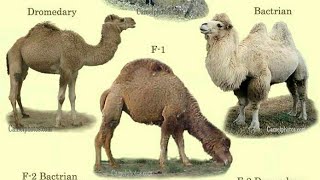 types of camelsdromedary camelbactrian camelwild bactrian camelhybrid camel [upl. by Baten5]