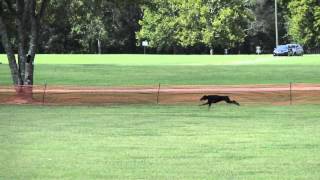 Doberman AKC Coursing Ability [upl. by Polik]