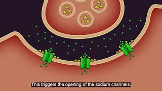 Resistance101  Insecticide classes amp modes of action [upl. by Odelet]