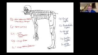 Dermatomes Myotomes Reflexes Shingles Sciatica Polio Neuritis [upl. by Wheelwright665]